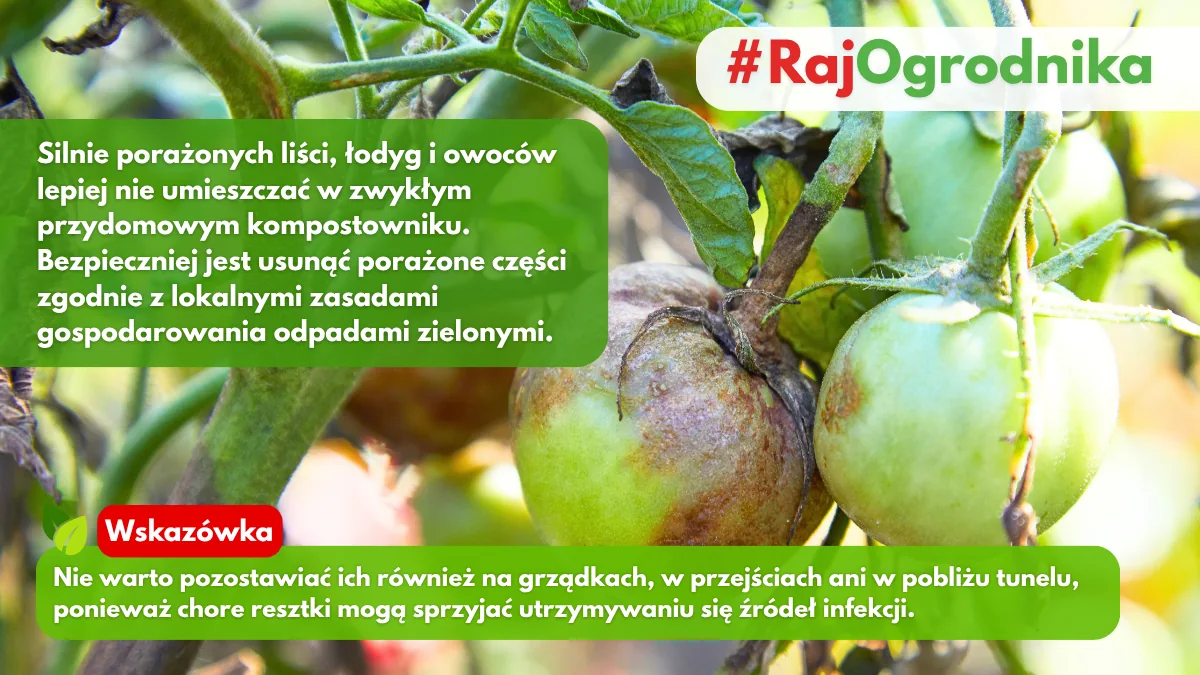 Usuwanie liści i łodyg pomidorów porażonych zarazą ziemniaczaną blog sklep rajogrodnika